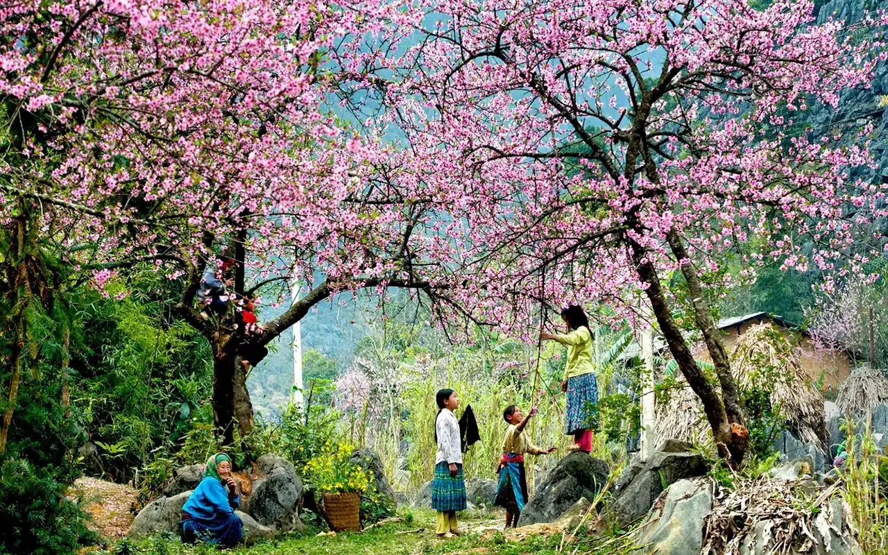 Sapa in spring