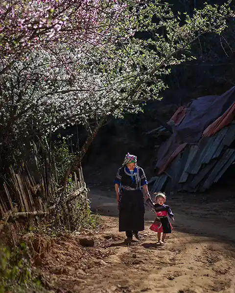 Sapa rice terraces Vietnam